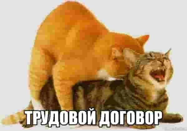 с) ТРУДОВОЙ ДОГОВОР