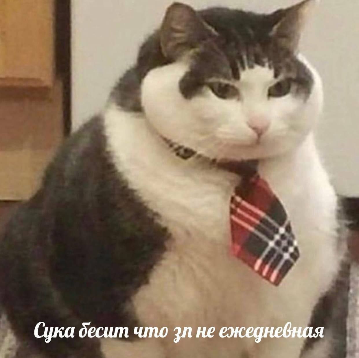 Сука десит что не ежедневная