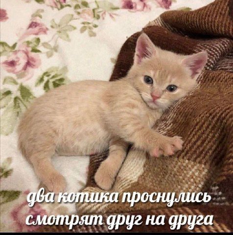 3 два котика проснулись смотрят друг на друга