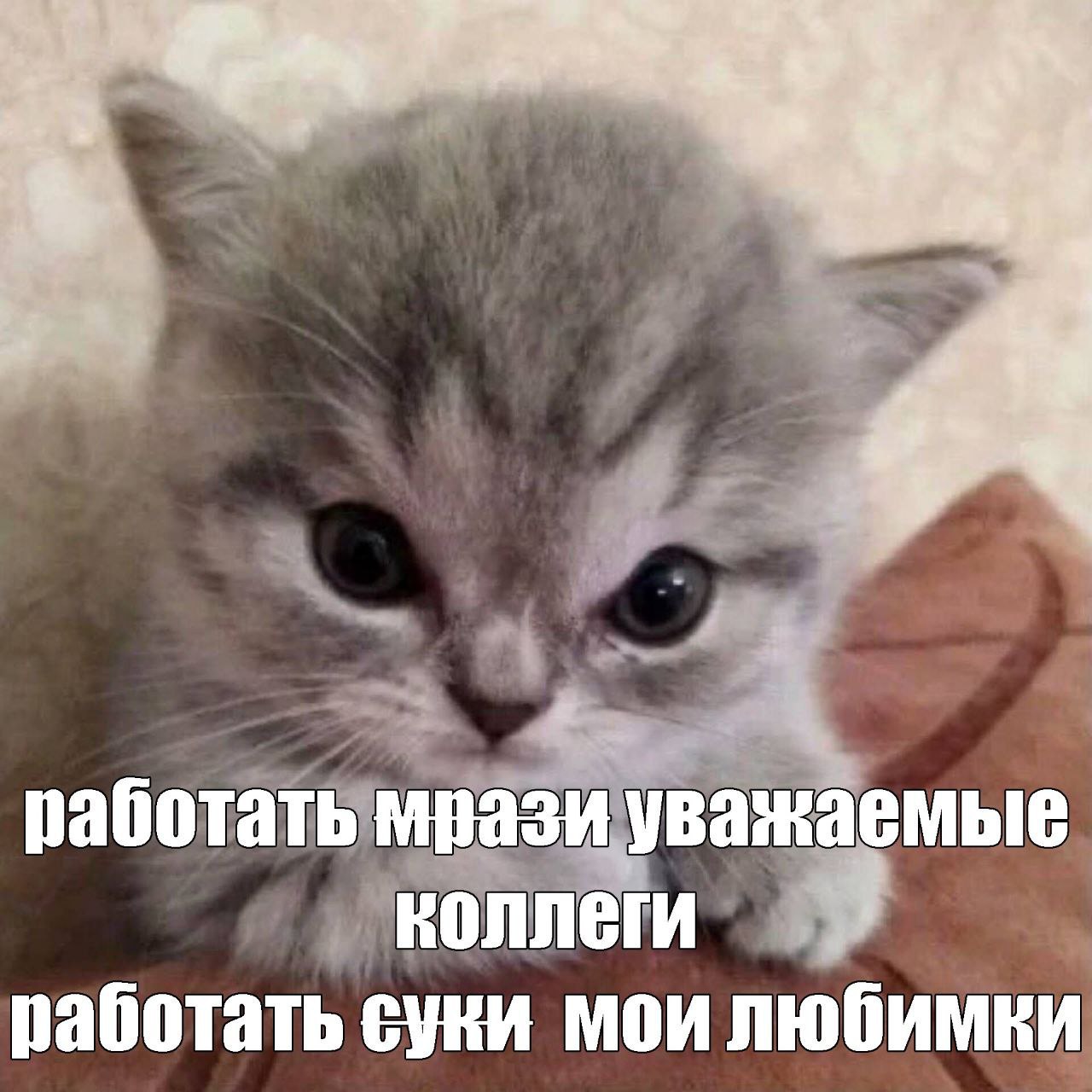 работать уважаемые работать суки мои любимки