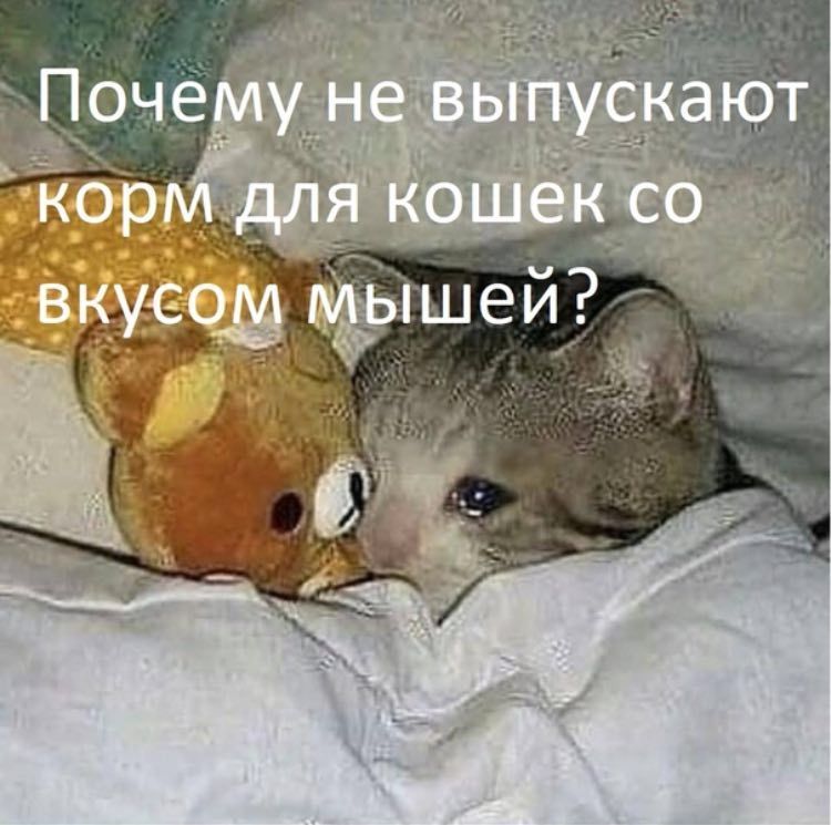 Почему не выпускают корм для кошек вкусом мышей?