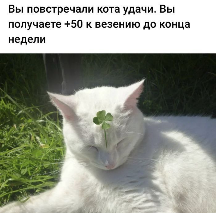 Вы повстречали кота удачи. Вы получаете +50 к везению до конца недели