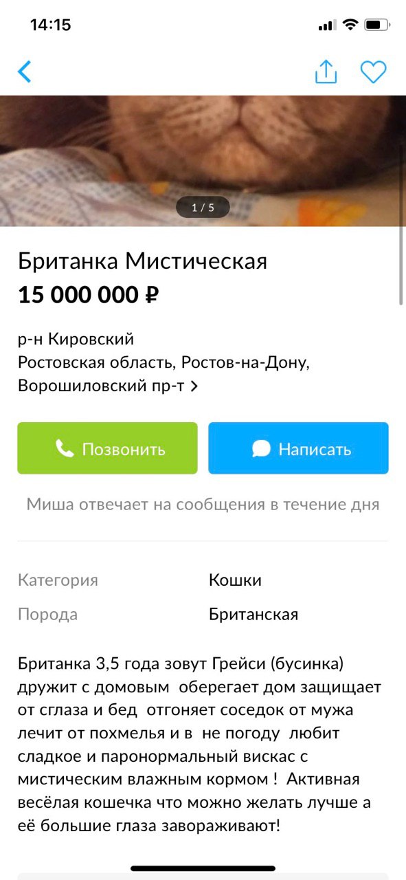 14:15 Британка Мистическая Кировский Ростовская область, Ростов-на-Дону, Ворошиловский пр-т Позвонить Написать Миша отвечает на сообщения в течение дня Категория Кошки Порода Британская Британка 3,5 г