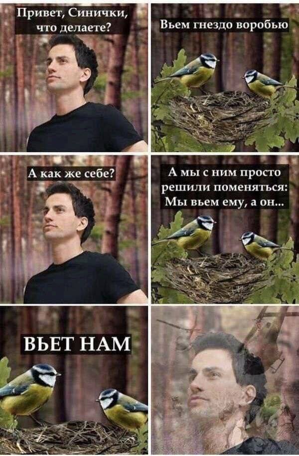 Привет, Синички, у что делаете? Вьем гнездо воробью a oom a А как же себе? A мысним просто решили поменяться: Мы вьем ему, аон... ВЬЕТНАМ