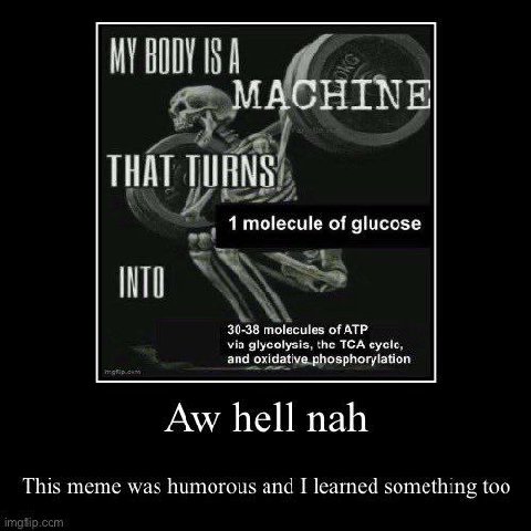 А МАСНТМЕ THAT TURNS 1 molecule of glucose 30-38 molecules of ATP via glycolysis, the TCA cycle, and oxidative phosphorylation hell nah This meme was humorous and learned something toe
