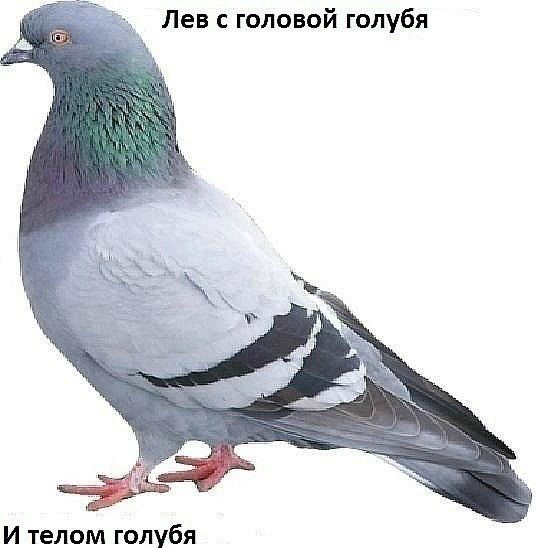 Лев сголовой голубя И телом голубя