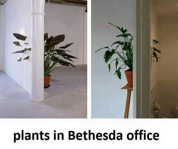plants in Bethesda office