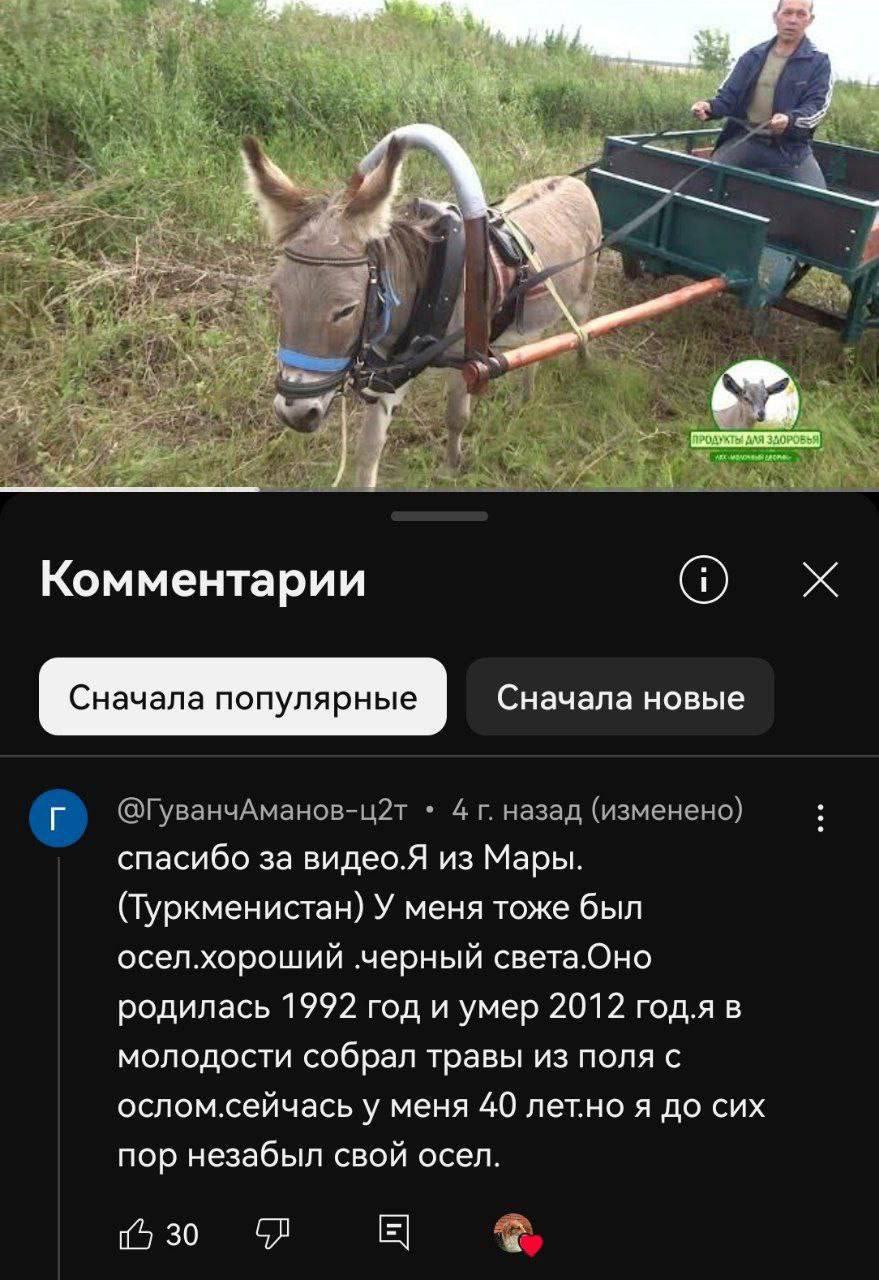 я A. A Комментарии Сначала популярные Сначала новые назад (изменено) спасибо за видео.Я из Мары. (Туркменистан) У меня тоже был осел.хороший ‚черный света.Оно родилась 1992 год и умер 2012 год.я в мол