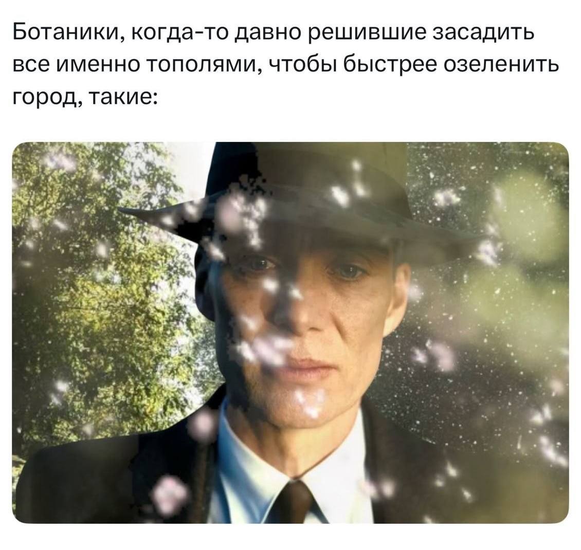 Ботаники, когда-то давно решившие засадить все именно тополями, чтобы быстрее озеленить город, такие: 4