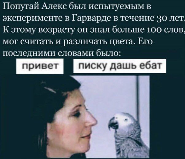 Попугай Алекс был испытуемым в эксперименте в Гарварде в течение 30 лет. К этому возрасту он знал больше 100 слов, мог считать и различать цвета. Его последними словами было: привет писку дашь ебат 4 