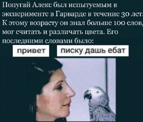 Попугай Алекс был испытуемым в эксперименте в Гарварде в течение 30 лет. К этому возрасту он знал больше 100 слов, мог считать и различать цвета. Его последними словами было: привет писку дашь ебат 4 