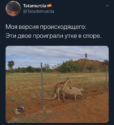 Tatamurcia @Tatademurcia Моя версия происходящего Эти двое проиграли утке в споре Ryan