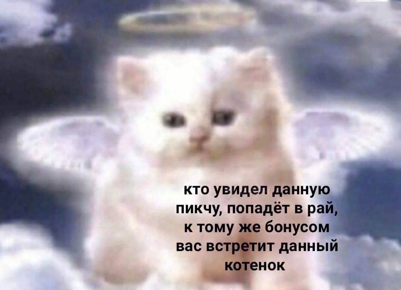 кто увидел данну пикчу, попадёт в к тому же бонусо вас данный к. котенок he