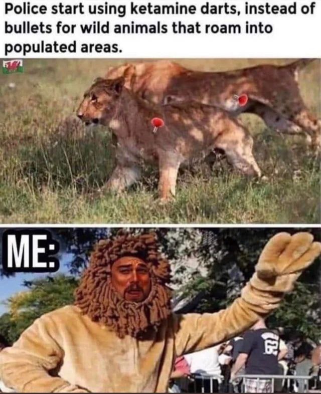 Police start using ketamine darts, instead of bullets for wild animals that roam into populated areas.