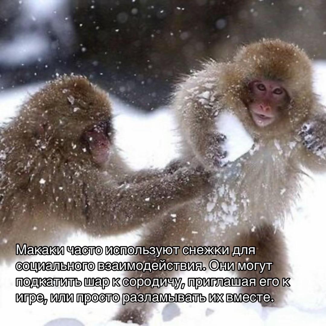 on 2 Макакй используют снежки для взаймодеиствия» Они могут приглашая его к вместе.