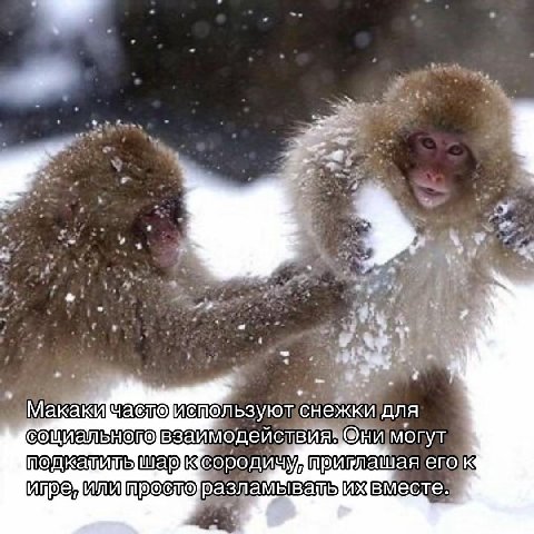 on 2 Макакй используют снежки для взаймодеиствия» Они могут приглашая его к вместе.