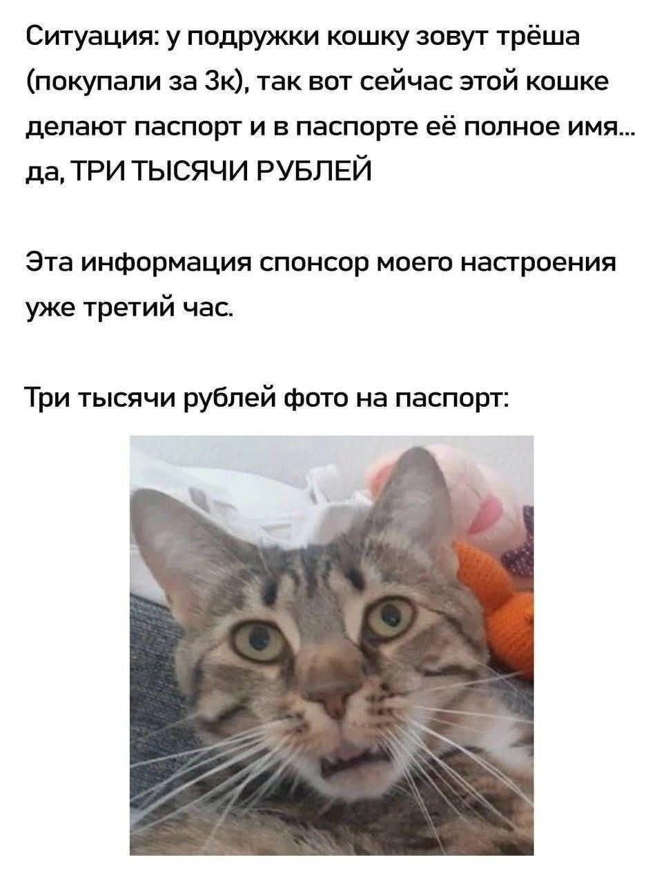 Ситуация: у подружки кошку зовут трёша (покупали за так вот сейчас этой кошке делают паспорт и в паспорте её полное имя... да, ТРИ ТЫСЯЧИ РУБЛЕЙ Эта информация спонсор моего настроения уже третий час.