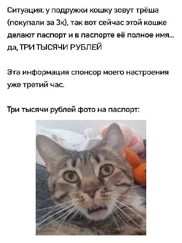 Ситуация: у подружки кошку зовут трёша (покупали за так вот сейчас этой кошке делают паспорт и в паспорте её полное имя... да, ТРИ ТЫСЯЧИ РУБЛЕЙ Эта информация спонсор моего настроения уже третий час.