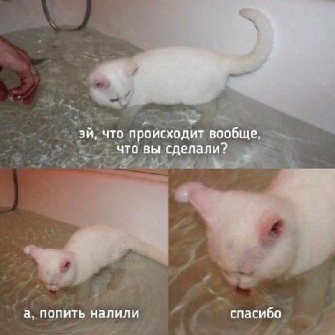 что происходит вообще, что вы сделали? а, попить налили спасибо