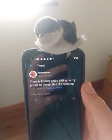i Tweet i There is literally а bird sitting on my phone as tweet this. It's tweeting 11:42 в Tweet о