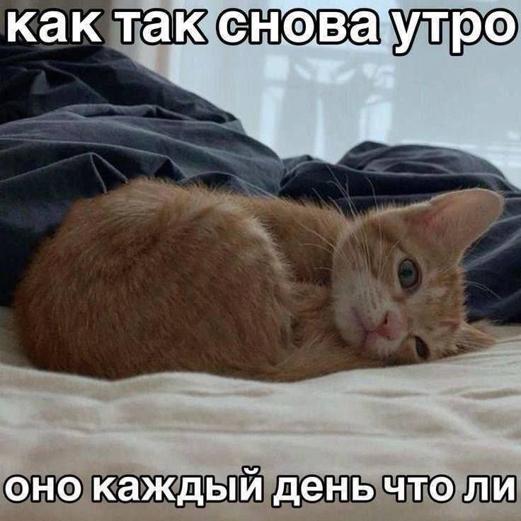 как так сноваутро if OHO каждый день что ли