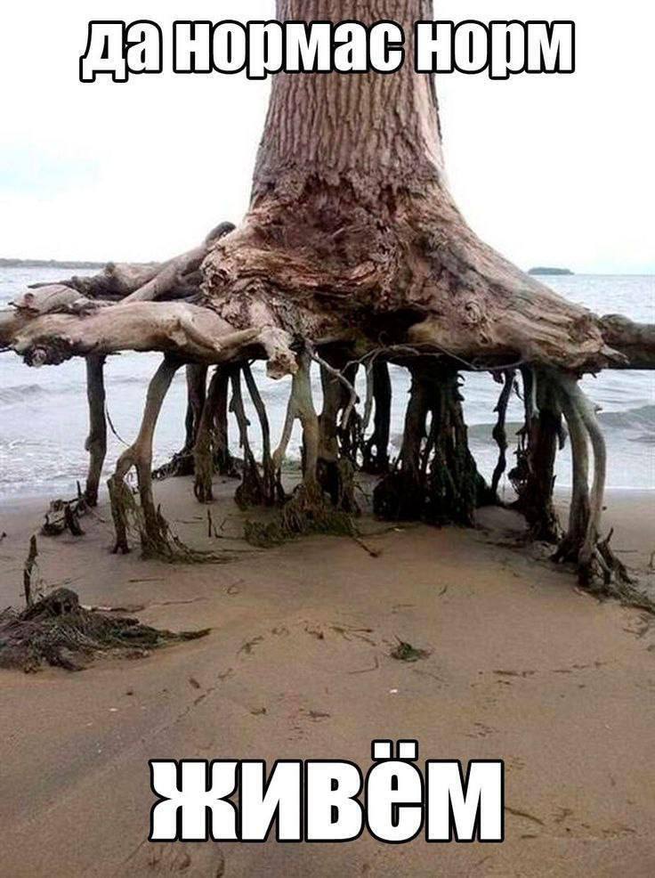 AN