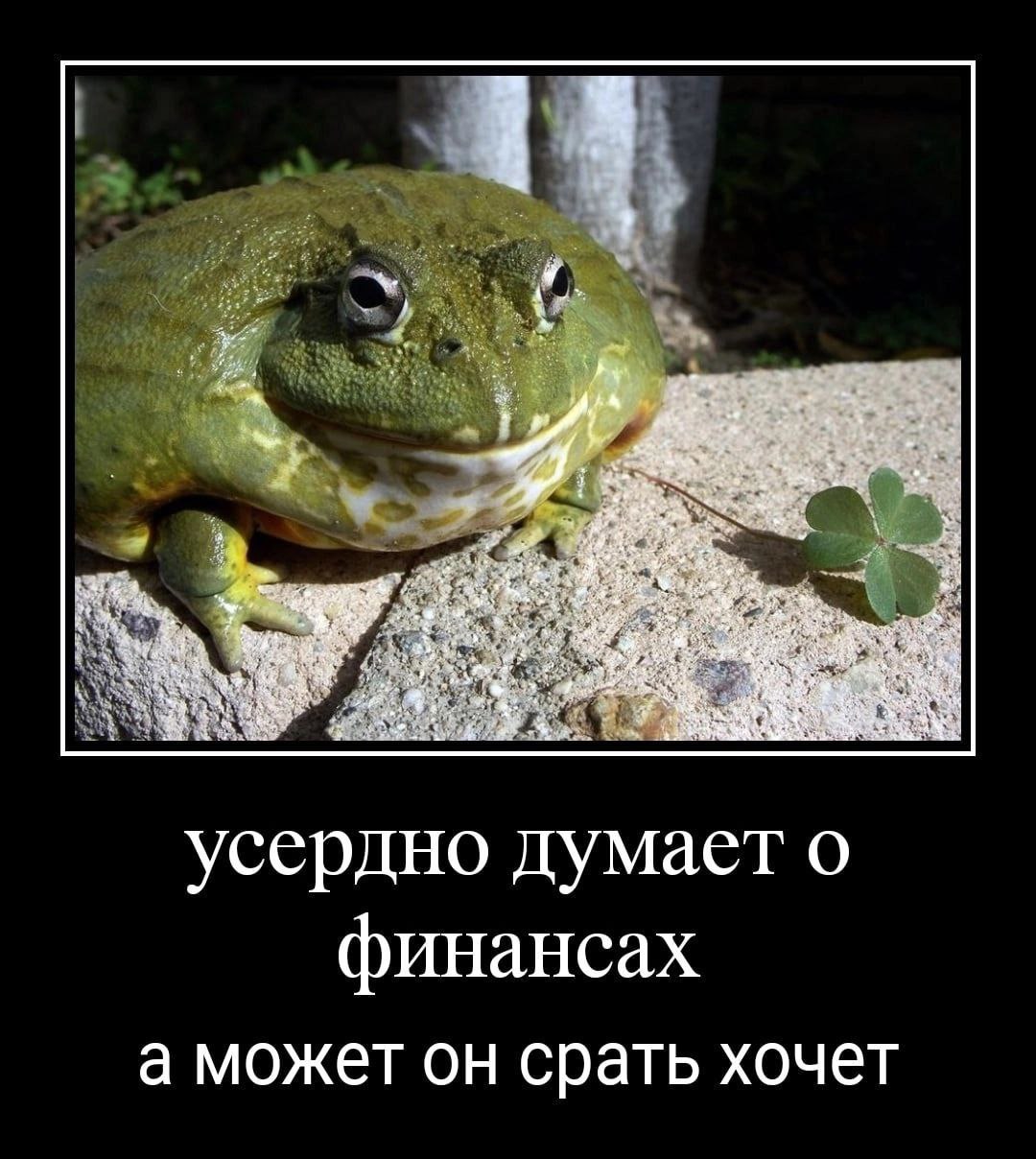 усердно думает о финансах а может он срать хочет