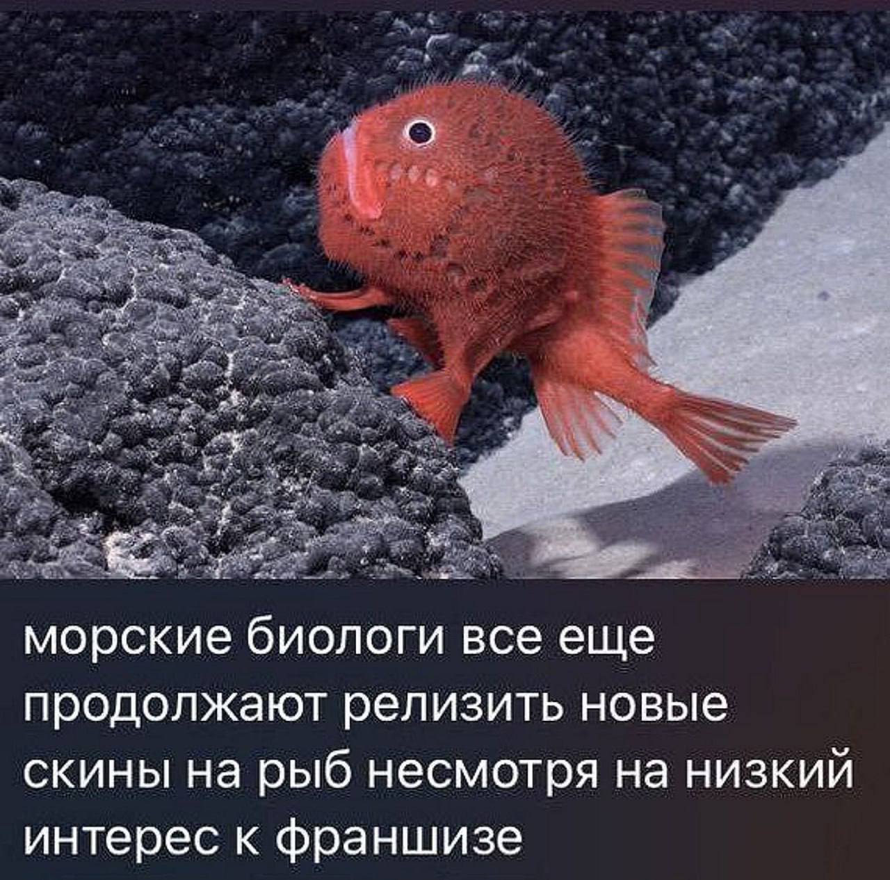 морские биологи все еще продолжают релизить новые скины на рыб несмотря на низкий интерес к франшизе