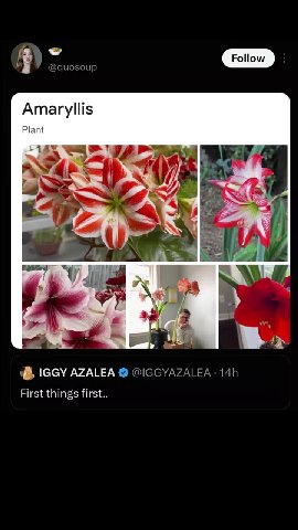 о @quosoup [ Follow | B IGGY AZALEA @ @IGGYAZALEA - 14h First things first..