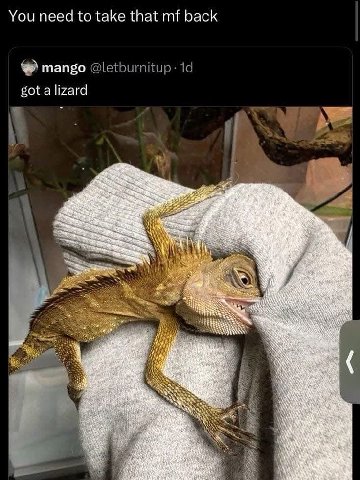 You need to take that back mango got a lizard “Sin, i у AS