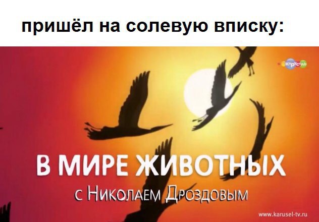 пришёл на солевую вписку: В МИРЕ ЖИВОТНЫХ с