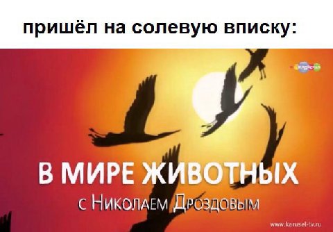 пришёл на солевую вписку: В МИРЕ ЖИВОТНЫХ с