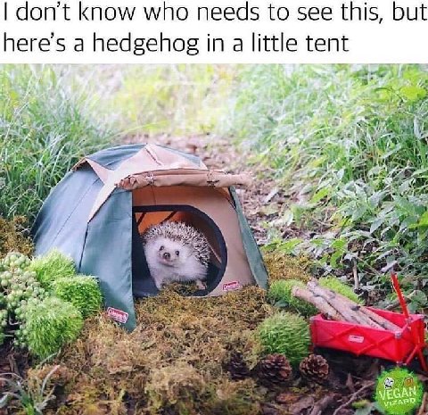 don't know who needs to see this, but a hedgehog in a little tent if 7 As