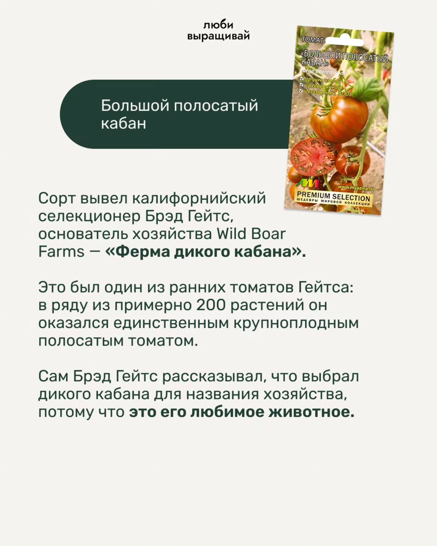 люби выращивай МАТ Большой полосатый кабан ver Сорт вывел калифорнийский PREMIUM CTION селекционер Брэд Гейтс, основатель хозяйства Wild Boar Farms «Ферма дикого кабана». Это был один из ранних томато
