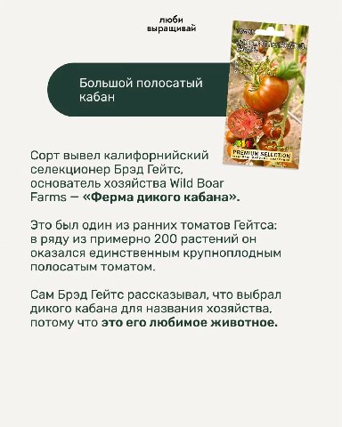 люби выращивай МАТ Большой полосатый кабан ver Сорт вывел калифорнийский PREMIUM CTION селекционер Брэд Гейтс, основатель хозяйства Wild Boar Farms «Ферма дикого кабана». Это был один из ранних томато