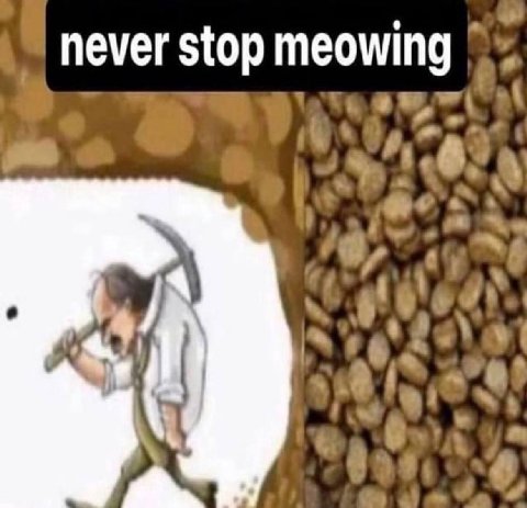 never stop meowing a