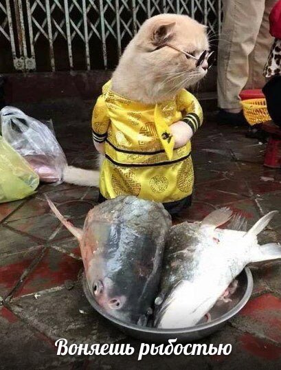и к iF Воняешь рыбостью