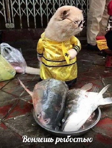 и к iF Воняешь рыбостью