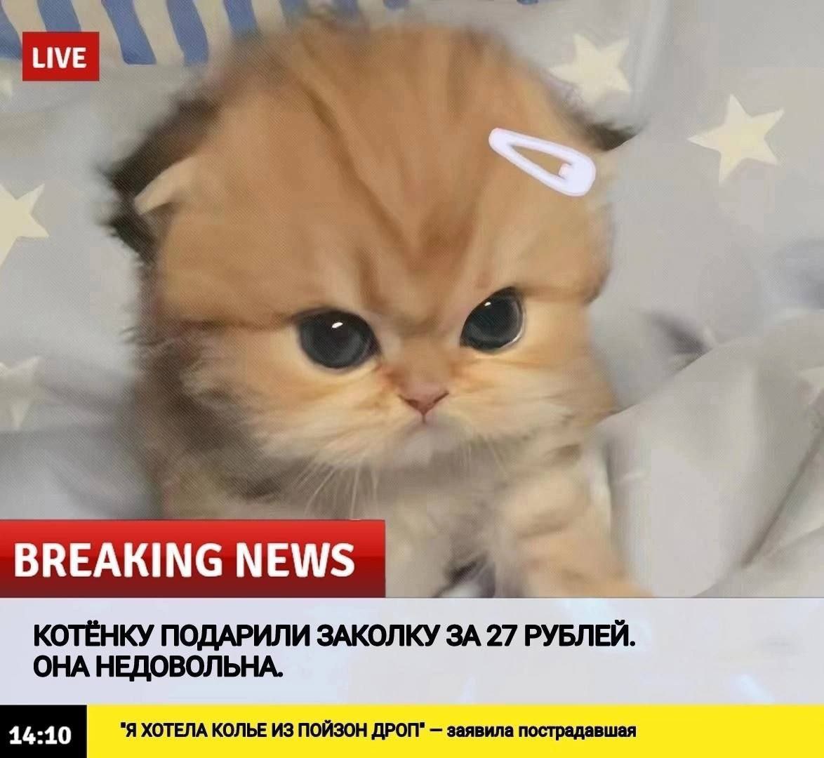 BREAKING NEWS КОТЁНКУ ПОДАРИЛИ ЗАКОЛКУ ЗА 27 РУБЛЕЙ. ОНА НЕДОВОЛЬНА. "Я ХОТЕЛА КОЛЬЕ ИЗ ПОЙЗОН ДРОП" заявила пострадавшая