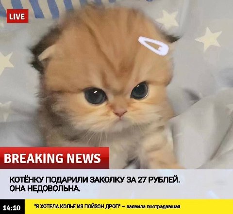 BREAKING NEWS КОТЁНКУ ПОДАРИЛИ ЗАКОЛКУ ЗА 27 РУБЛЕЙ. ОНА НЕДОВОЛЬНА. "Я ХОТЕЛА КОЛЬЕ ИЗ ПОЙЗОН ДРОП" заявила пострадавшая