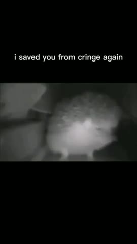 🦔🦔🦔