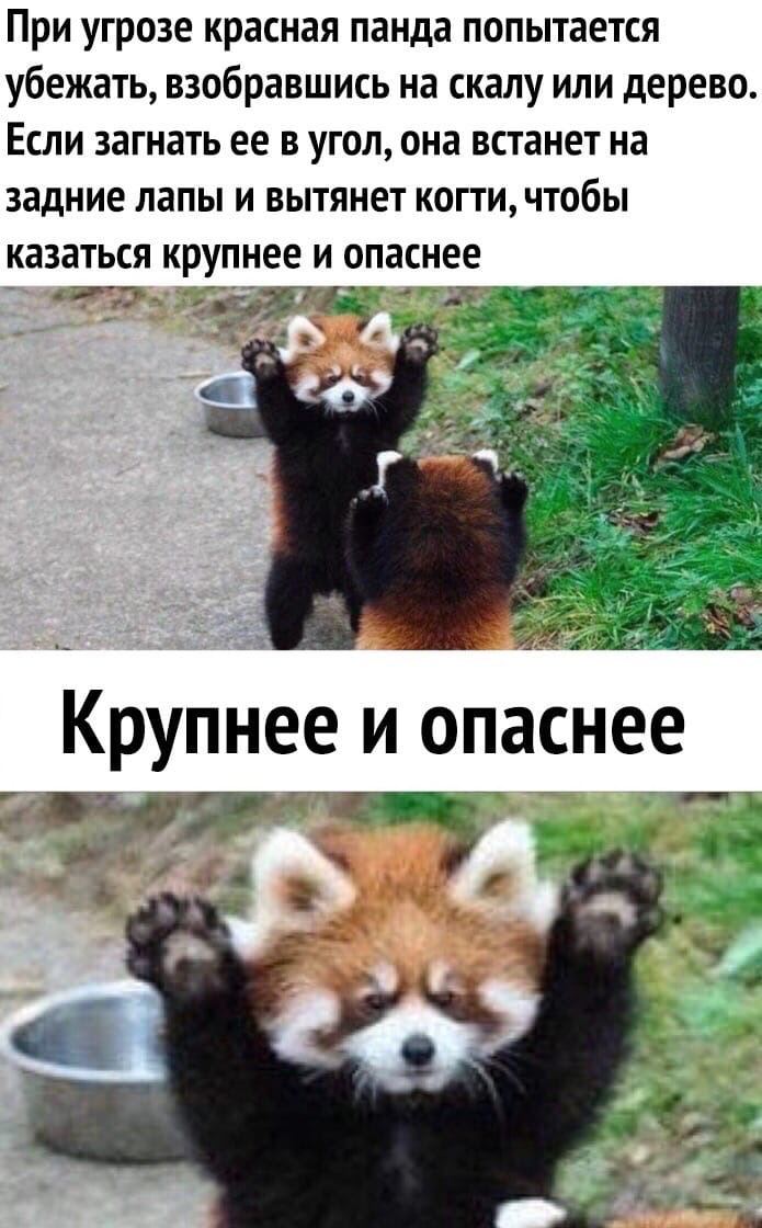 При угрозе красная панда попытается убежать, взобравшись на скалу или дерево Если загнать ее в угол, она встанет на задние лапы и вытянет когти, чтобы казаться и опаснее и опаснее