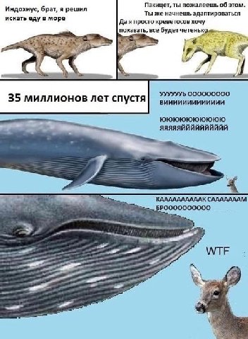 Пакицет, ты пожалеешь об этом. Индохиус, брат, я решил Ты же начнешь адаптироваться искать еду в море Да я просто креветосов хочу похавать, все будет УУУУУУЬ 000000000 35 миллионов лет спустя юююююююю