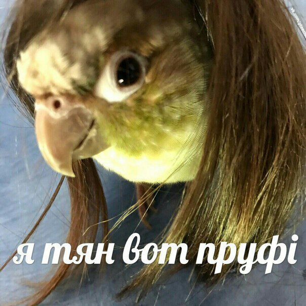 ятян бот пруфи