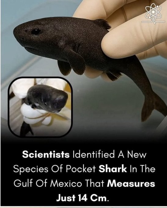 Scientists Identified А New Species Of Pocket Shark In The Gulf Of Mexico That Measures Just 14