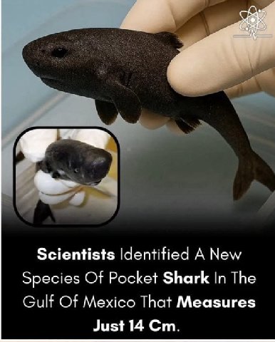 Scientists Identified А New Species Of Pocket Shark In The Gulf Of Mexico That Measures Just 14