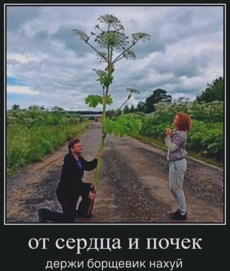 от сердца и почек держи борщевик нахуй