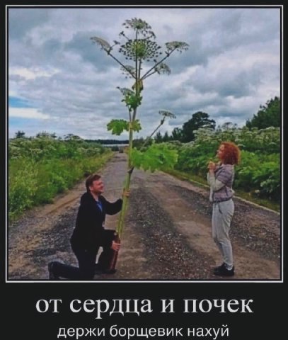 от сердца и почек держи борщевик нахуй