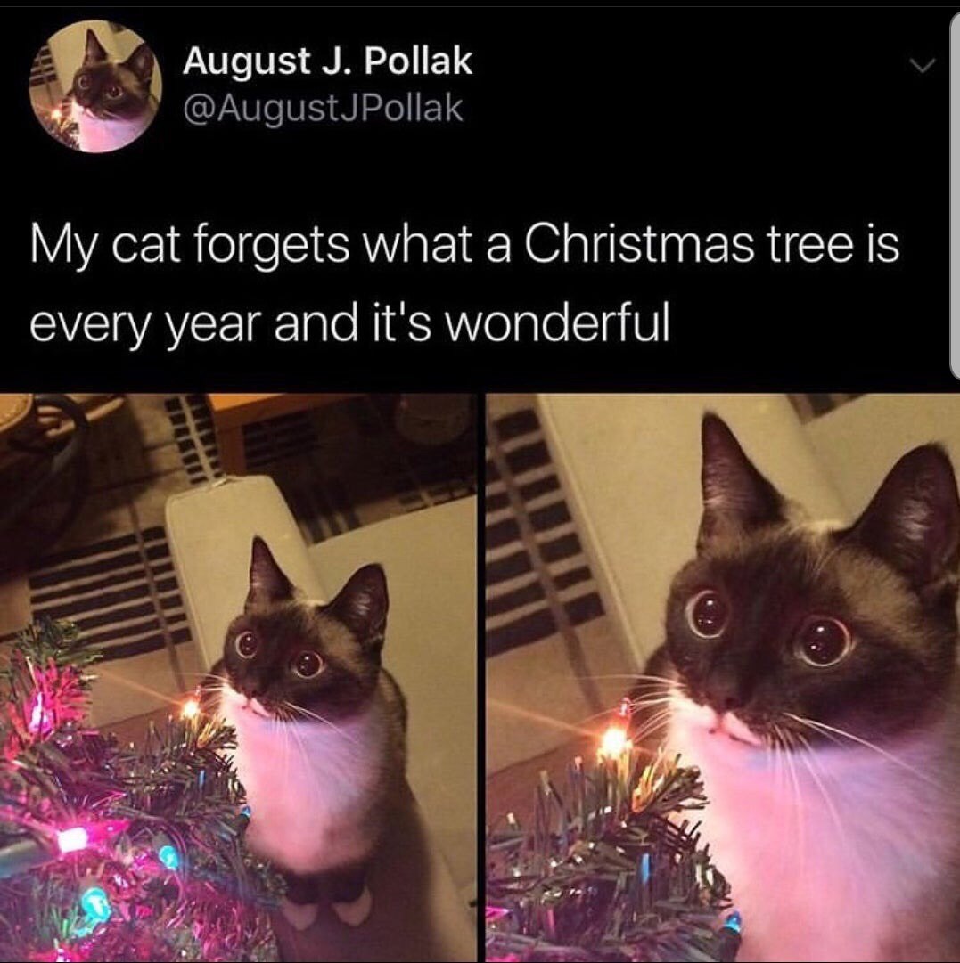 August Pollak у @AugustJPollak My cat forgets what a Christmas tree is every year and it's wonderful С