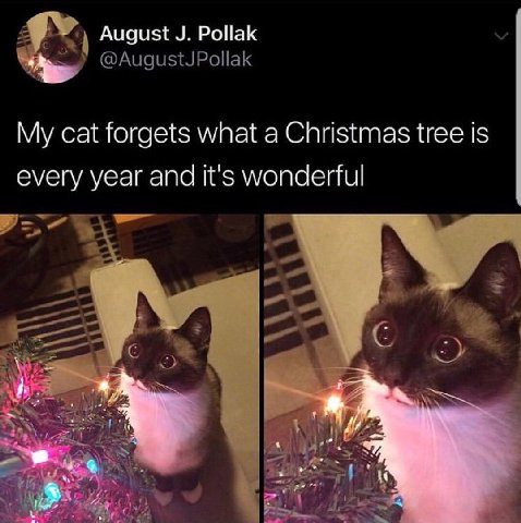 August Pollak у @AugustJPollak My cat forgets what a Christmas tree is every year and it's wonderful С
